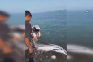 Karaya vuran yunusu &ccedil;evredekiler kurtardı