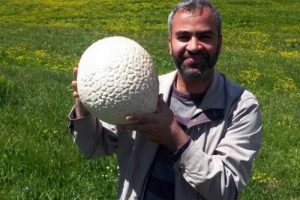 Futbol topu b&uuml;y&uuml;kl&uuml;ğ&uuml;ndeki mantar şaşırttı