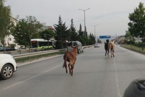 2 at ve 1 eşek trafiği alt &uuml;st etti