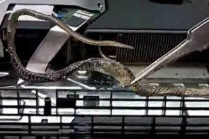 Playstation'ın i&ccedil;inden yılan &ccedil;ıktı