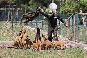 Bursa'da kahraman k&ouml;peklerden nefes kesen g&ouml;steri
