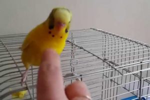 T&uuml;rkler kuş sevgisinde birinci sırayı aldı