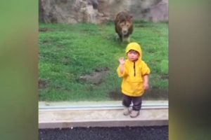 2 yaşındaki &ccedil;ocuğa saldırmak isteyen aslan cama takıldı