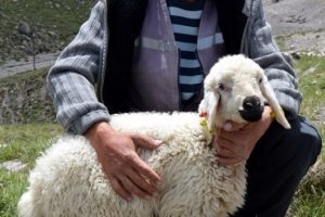 Kayserili besiciler 2 bin liraya &ccedil;oban bulamıyor