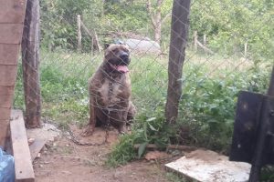 Bursa'da erkek Pitbull'u zehirlediler, hamile eşini &ccedil;alıp ka&ccedil;ırdılar!