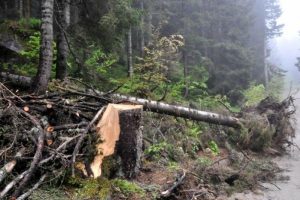 Rize'de &ccedil;ok sayıda &ccedil;am ağacı yan yattı, bazıları da kesildi