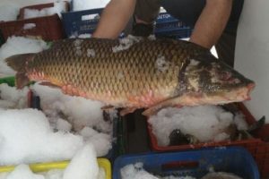 Ka&ccedil;ak avlanan 1 ton sazana 1113 lira ceza
