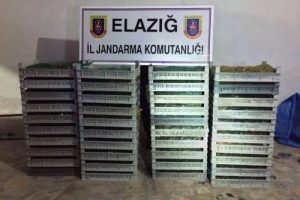 Elazığ'da ka&ccedil;ak avlanan 500 kilo kurbağa ele ge&ccedil;irildi