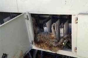 Elektrik panosuna giren kedi akıma kapılıp telef oldu