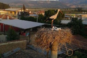 Yere d&uuml;şen leylek ve yavrusu i&ccedil;in seferber oldular