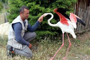 Tedavisi tamamlanan flamingo, Burdur G&ouml;l&uuml;'ne bırakıldı