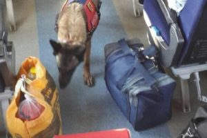 Jandarmadan yolcu trenlerinde k&ouml;pekli arama