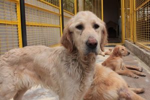 K&ouml;pek &ouml;ld&uuml;ren k&ouml;peğin sahibine hapis cezası