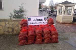 Yunanistan'a &ccedil;ıkarılmak istenen 2.5 ton midye ele ge&ccedil;irildi