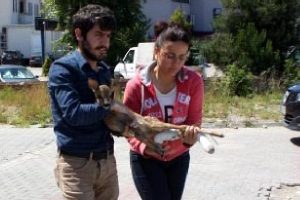 Milli parkta bulunan yaralı yavru karaca tedaviye alındı