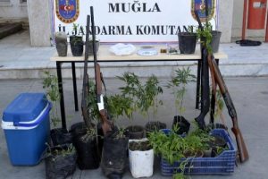 Evini esrar tarlasına &ccedil;evirmiş