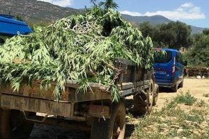 Jandarma bile şaşırdı: Boyları 3 metreye ulaşıyor