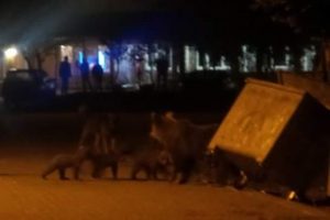 Karnı acıkan ayı ailesi Bursa Uludağ'ın maskotu oldu