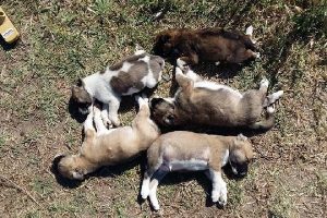 Enez'de sokak k&ouml;pek katliamı iddiası