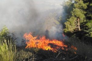 Tarlada başlayan yangın ormanlık alana sı&ccedil;radı