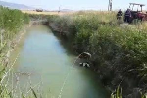 Sulama kanalına d&uuml;şen inekler, iş makinesiyle kurtarıldı