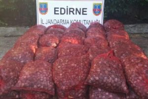 Keşan'da 2.5 ton ka&ccedil;ak midye ele ge&ccedil;irildi