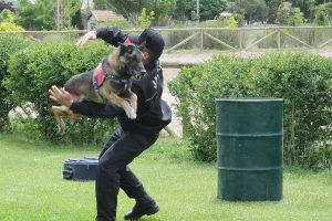 Jandarmanın eğitimli at ve k&ouml;pek g&ouml;sterisi ilgiyle izlendi