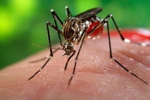 D&uuml;nya Sağlık &Ouml;rg&uuml;t&uuml;'nden 'zika' a&ccedil;ıklaması