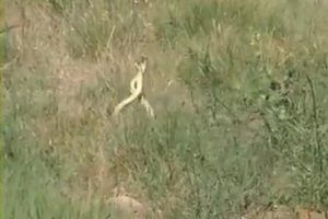 &Ccedil;anakkale'de 'yılanların dansı' g&ouml;r&uuml;nt&uuml;lendi