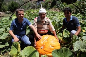 Huzurevi bah&ccedil;esinde 200 kiloluk kabak yetiştirdi