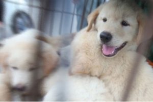 &Ccedil;inliler K&ouml;pek Eti Festivali'ni tartışıyor