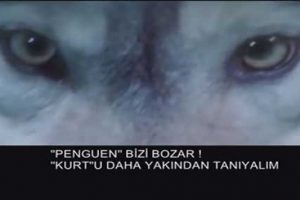 Kurultay sırasında Beng&uuml;t&uuml;rk TV 'kurt' belgeseli yayınladı