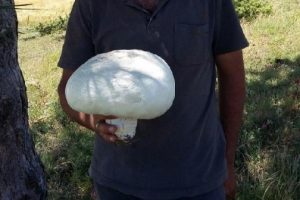 Hayvan otlatırken 2 kiloluk k&uuml;lt&uuml;r mantarı buldu