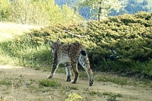 'Giresun'da vaşak pop&uuml;lasyonu artıyor'