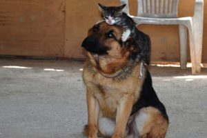 Kedi ile k&ouml;peğin &ouml;rnek dostluğu