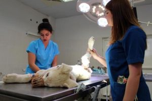 Otomobilin &ccedil;arptığı k&ouml;peğin bir bacağı kesildi
