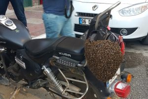 Firari arılar bu halde bulundu