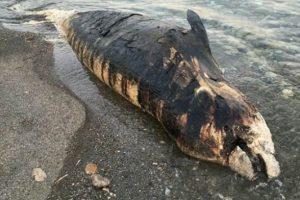 Ender g&ouml;r&uuml;len deniz canlısı karaya vurdu!