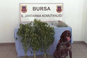 Bursa'da terastaki saksıda, &ccedil;i&ccedil;ek değil kenevir ele ge&ccedil;irildi
