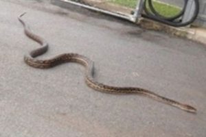 Evinde 5 metre uzunluğunda piton yakaladı