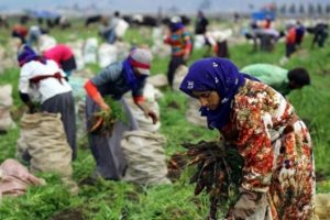 Kırsal Alanda Kadının G&uuml;&ccedil;lendirilmesi Alt Komisyonu toplandı