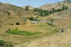 Bing&ouml;l'de 76 bin k&ouml;k hintkeneviri, 1 tutuklama
