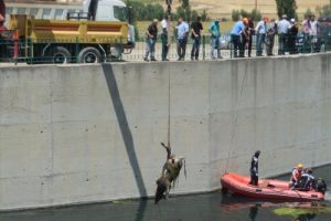 Ceyhan Nehri'nde 15 inek leşi &ccedil;ıkarıldı