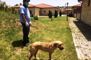 B&uuml;y&uuml;kşehirden, sokak k&ouml;peğine yardım eli
