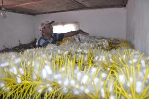 İpekb&ouml;ceği ile Bursa'da 40 g&uuml;nde 5 bin 500 lira kazandırıyorlar