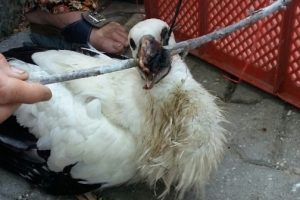 Bursa'da vatandaşlardan ip yutan leyleğin tedavisine katkı