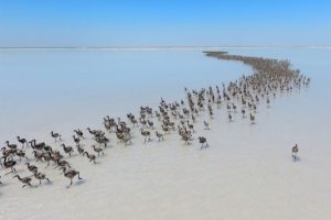 Tuz G&ouml;l&uuml; flamingo &ccedil;iftliği oldu