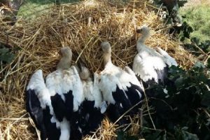 Yuvadan d&uuml;şen 4 leylek yavrusu tedavi edilip yerine bırakıldı
