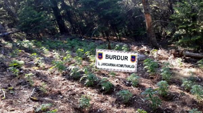 Burdur'da 2 milyon liralık kenevir ele ge&ccedil;irildi