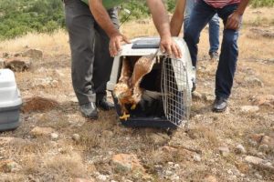 Tedavileri tamamlanan yaban kuşları doğaya salındı